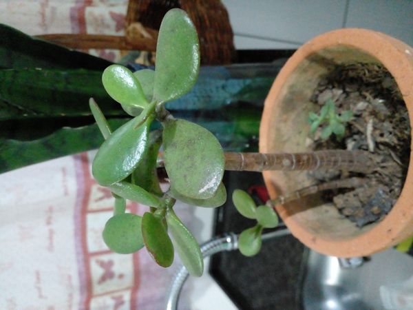 Identificação da planta Planta-jade por foto