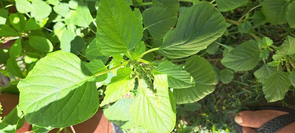 Identificação da planta Bredo por foto