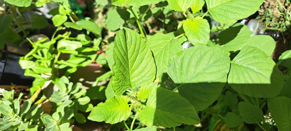 Identificação da planta Bredo por foto