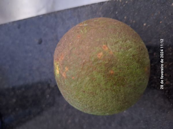 Identificação da planta Abiu-doce por foto