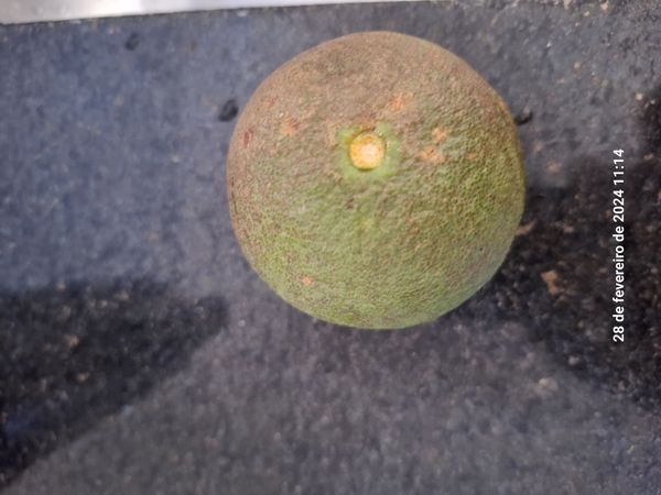Identificação da planta Nogal colombiano por foto