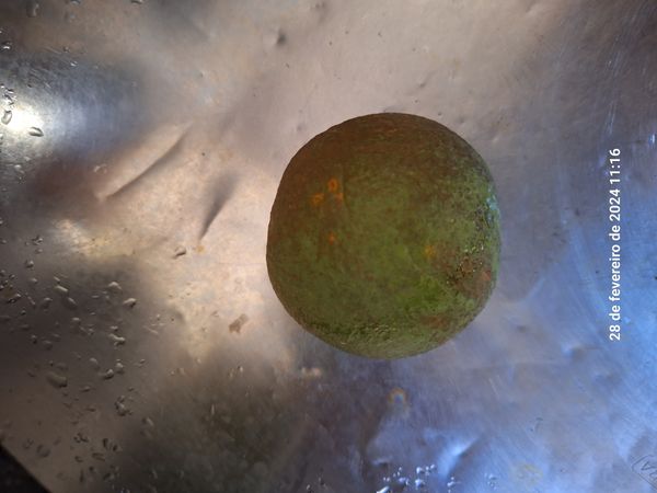 Identificação da planta Abiu-doce por foto