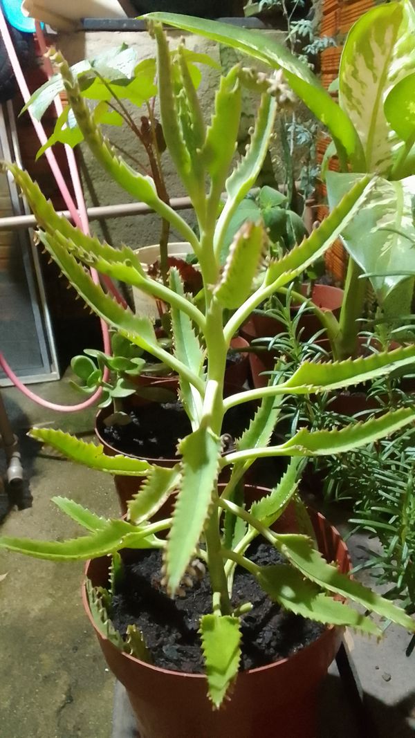 Identificação da planta Saião por foto