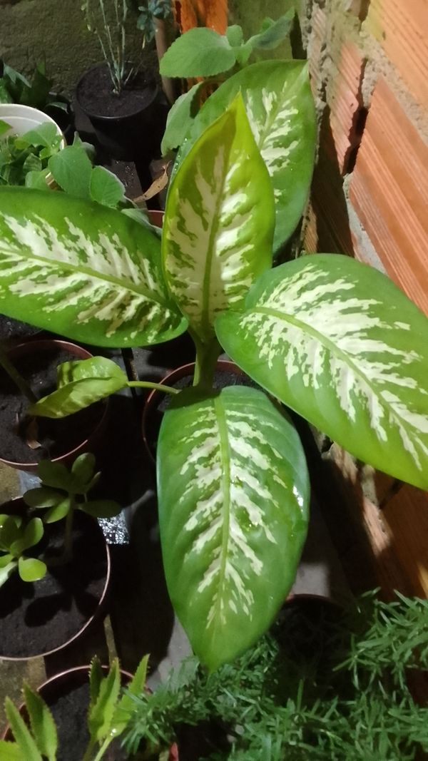 Identificação da planta Comigo-ninguém-pode por foto