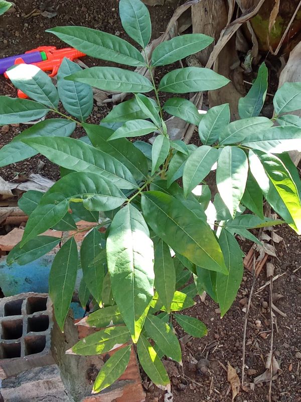 Identificação da planta Mogno por foto
