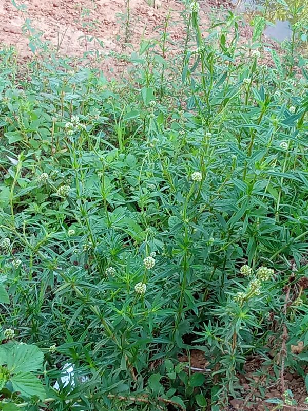 Identificação da planta Vassourinha-de-botão por foto