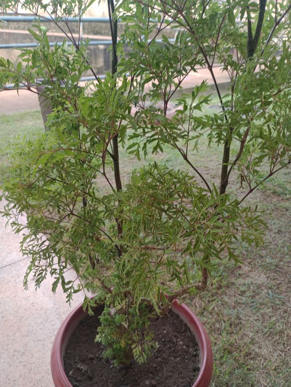 Identificação da planta Bonsai-Havaí por foto