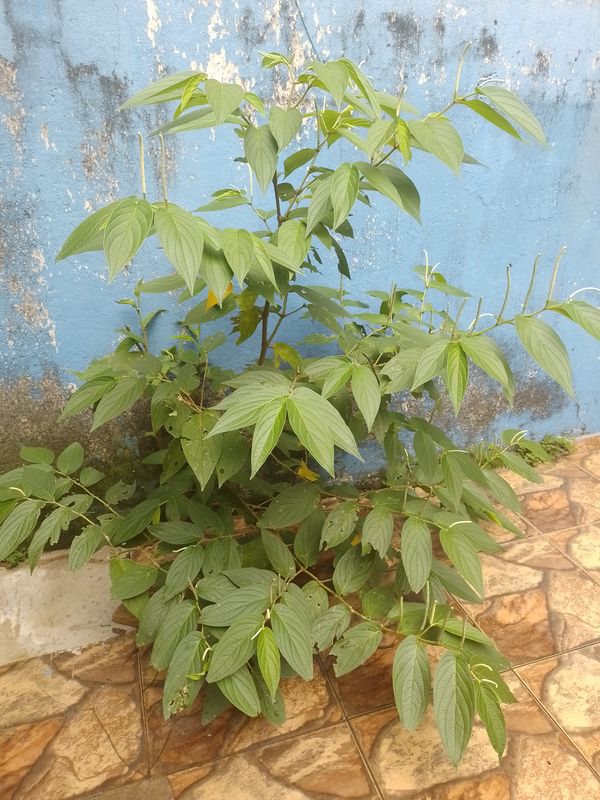 Identificação da planta Jaborandi-falso por foto