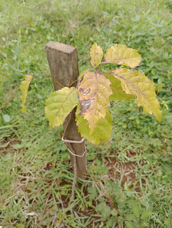Identificação da planta Ipê-roxo por foto