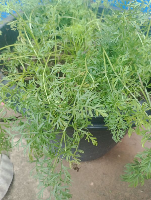 Identificação da planta Cominho por foto