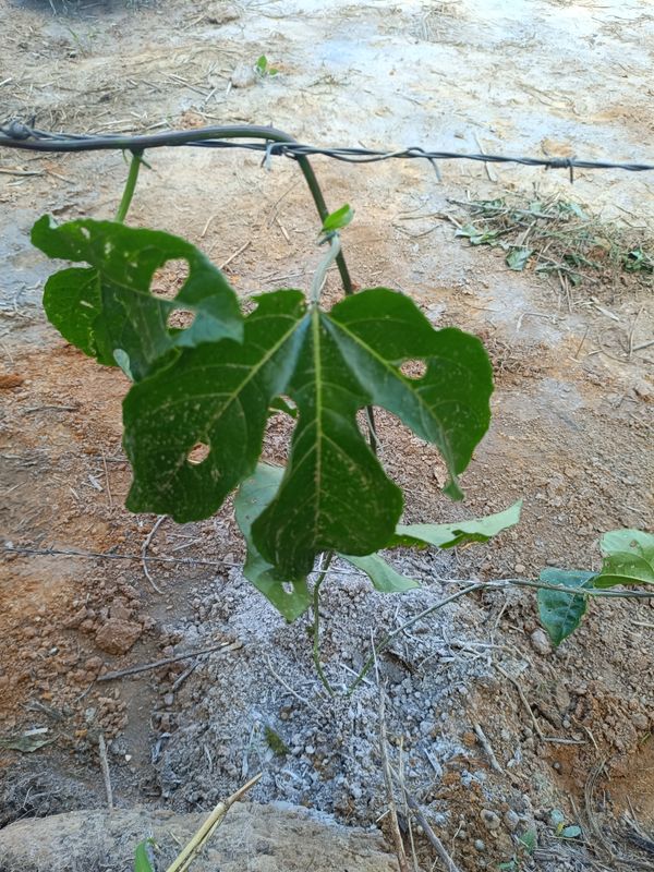 Identificação da planta Maracujá por foto