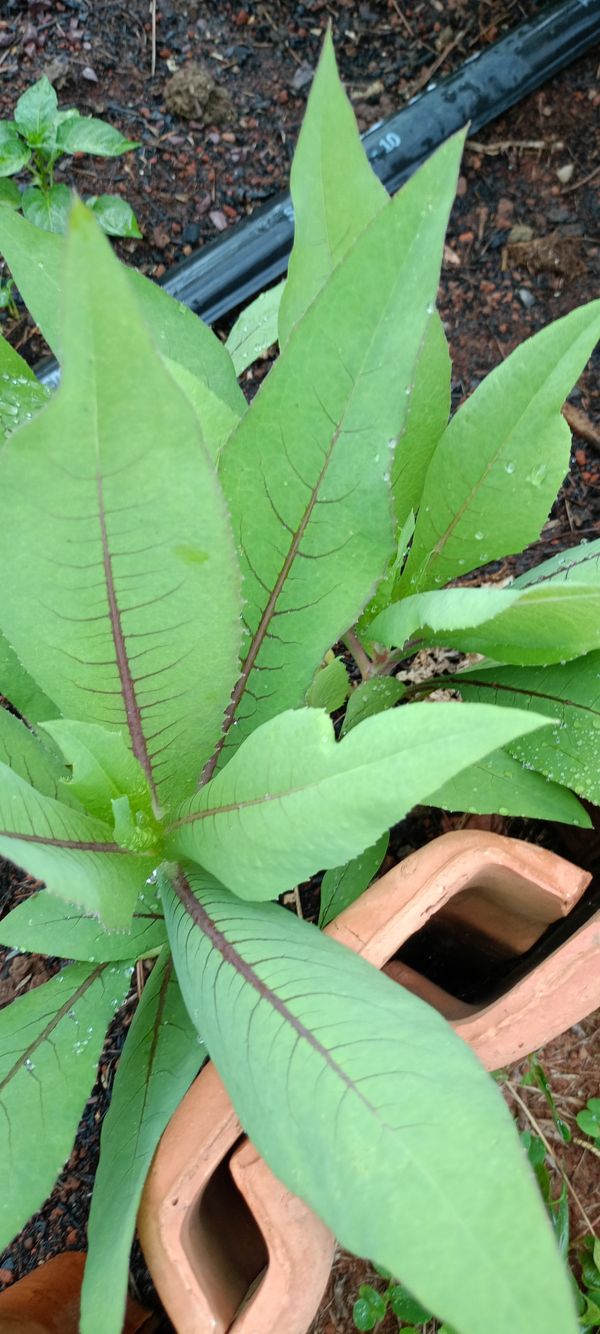 Identificação da planta Almeirão por foto