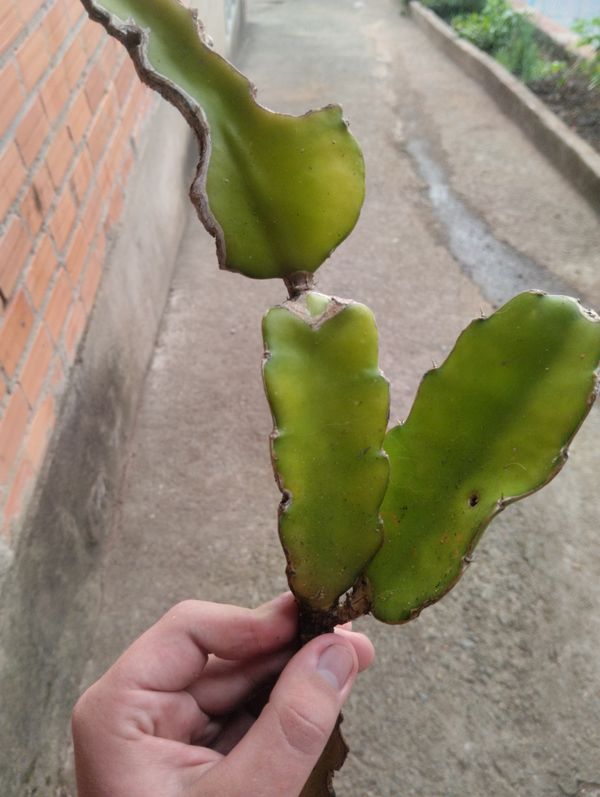 Identificação da planta Pitaia por foto