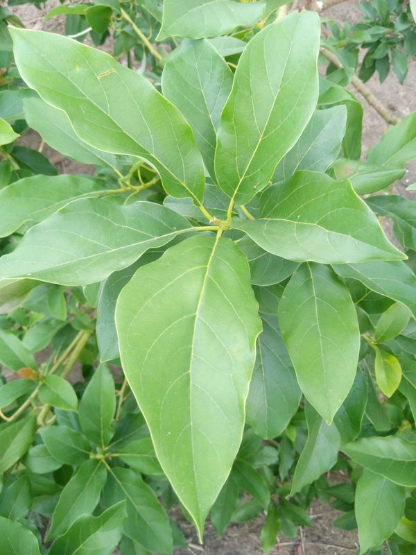 Identificação da planta Abacate por foto