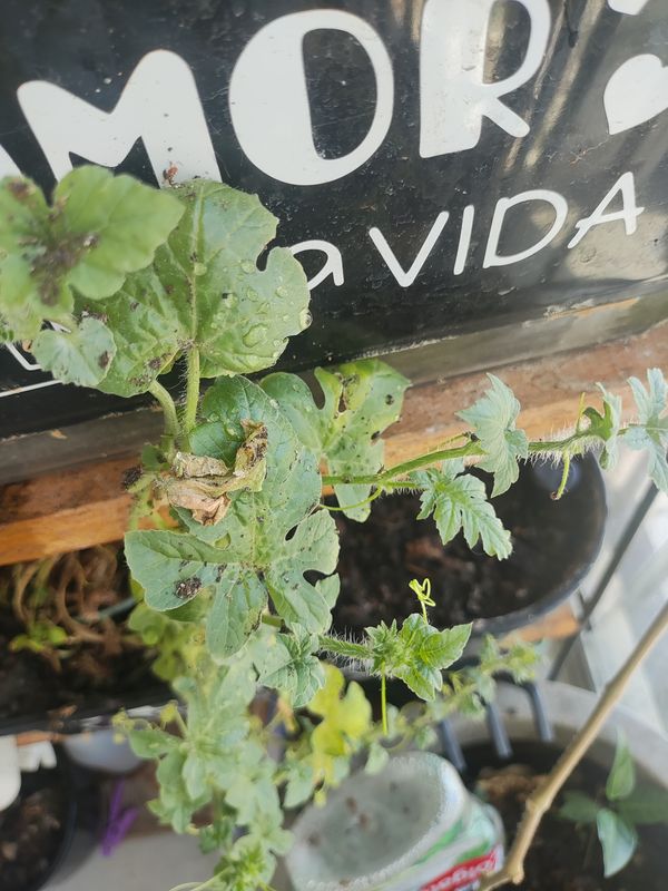 Identificação da planta Maxixe por foto
