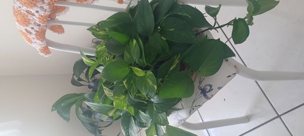 Identificação da planta Jiboia por foto