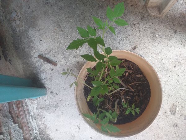Identificação da planta Tomate por foto