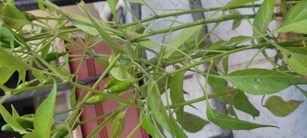 Identificação da planta Malagueta por foto
