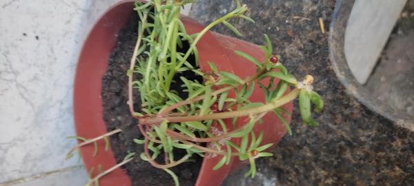Identificação da planta Onze-horas por foto