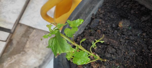Identificação da planta Hortelã-verde por foto