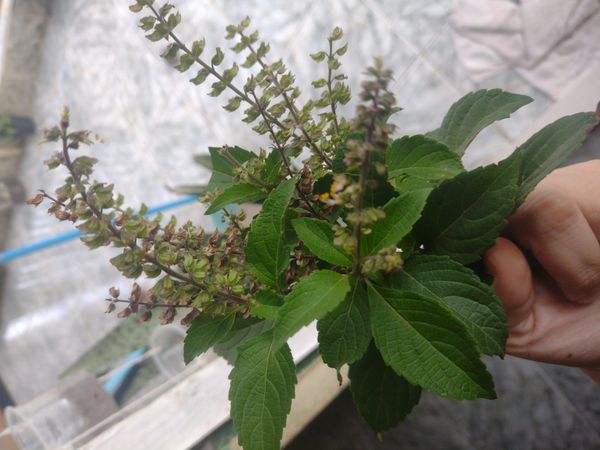 Identificação da planta Alfavaca-de-caboclo por foto