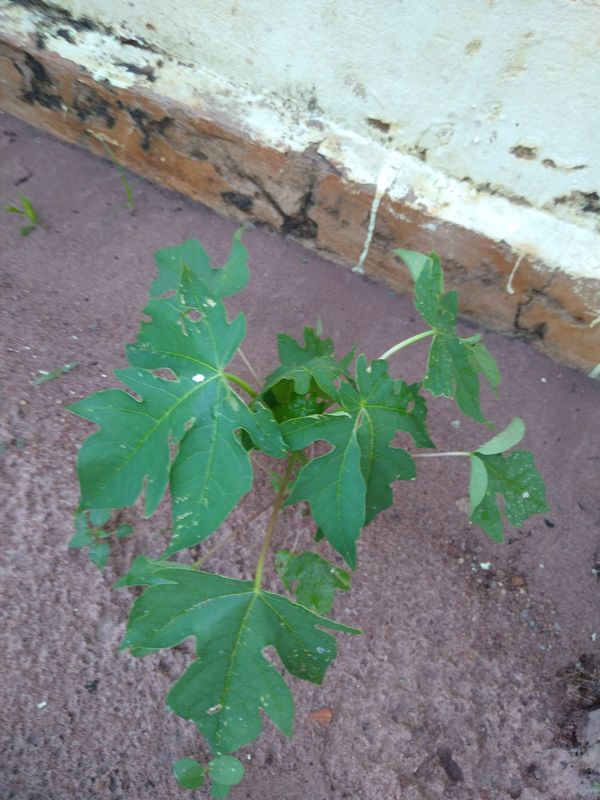 Identificação da planta Mamão por foto