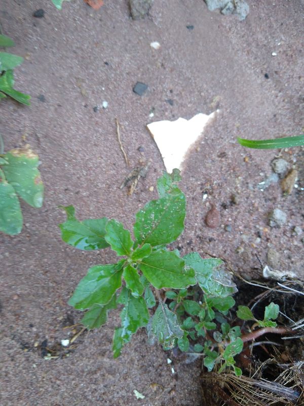 Identificação da planta Caruru-de-mancha por foto
