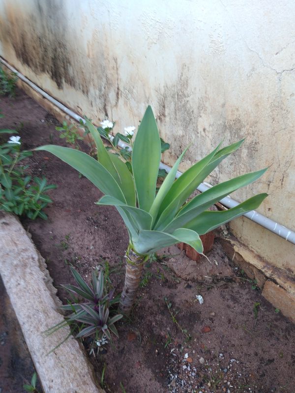 Identificação da planta Agave-dragão por foto