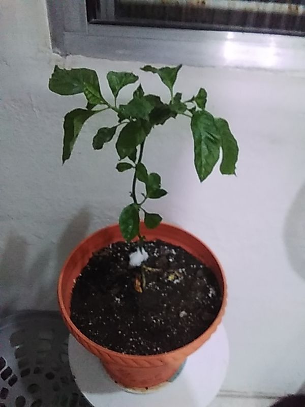 Identificação da planta Pimenta-de-cheiro por foto