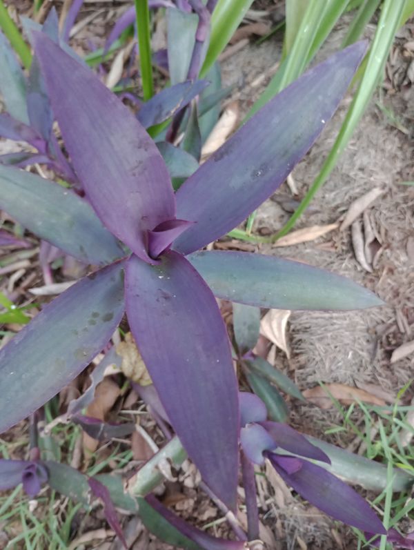 Identificação da planta Trapoeraba-roxa por foto