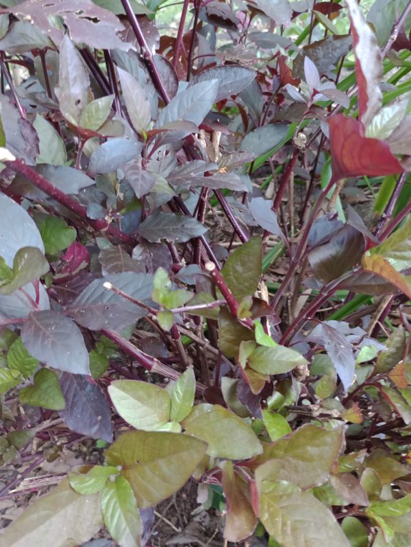 Identificação da planta Penicuíca por foto