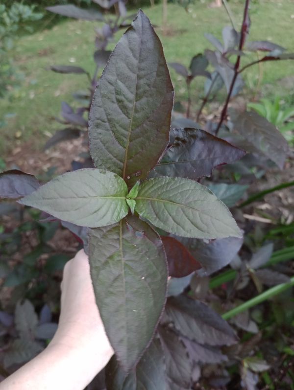 Identificação da planta Penicuíca por foto