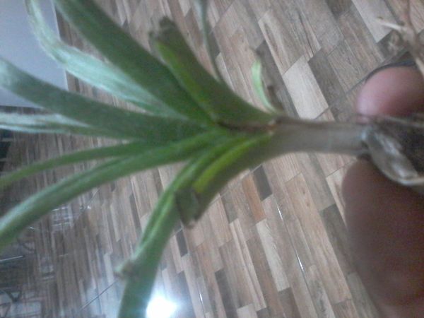 Identificação da planta Abacaxi por foto