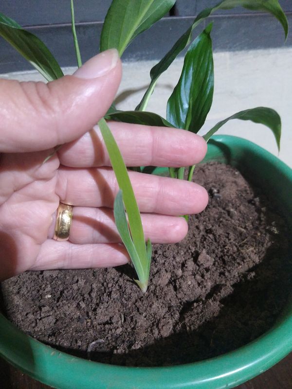 Identificação da planta Lírio Borboleta por foto