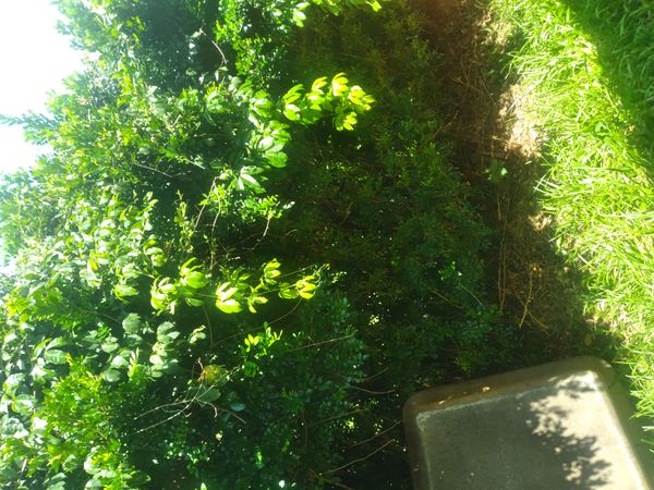 Identificação da planta Sementes-de-macaco por foto