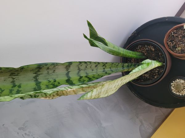 Identificação da planta Espada de São Jorge por foto