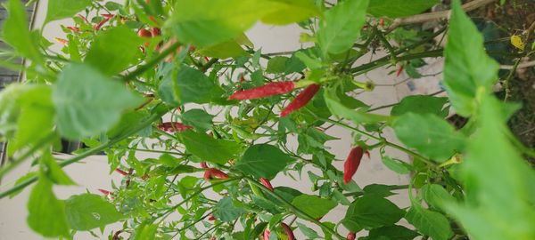 Identificação da planta Malagueta por foto