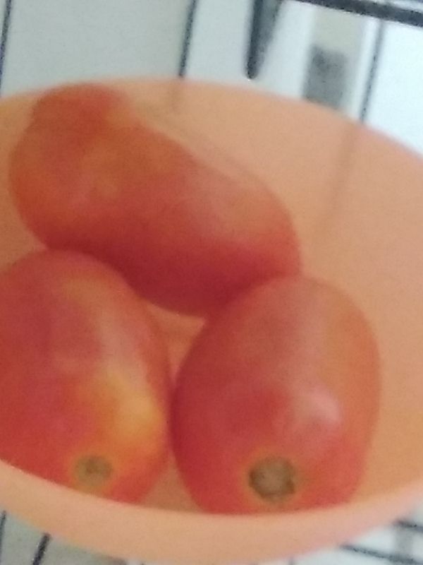 Identificação da planta Pinha por foto