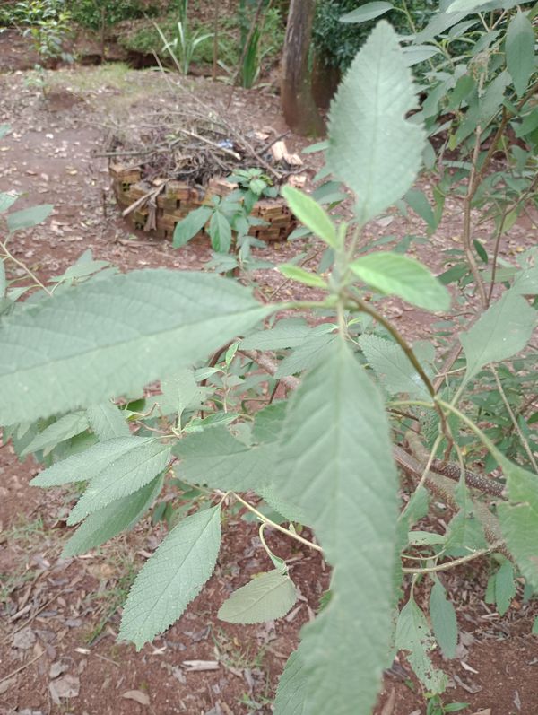 Identificação da planta Erva baleeira por foto