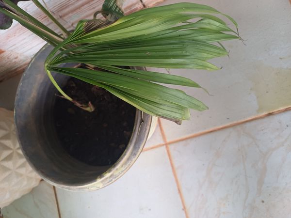 Identificação da planta Palmeira-leque-australiana por foto