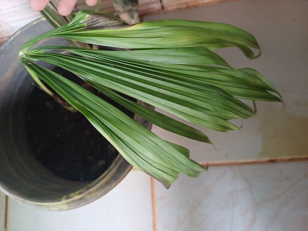 Identificação da planta Palmeira-leque-australiana por foto