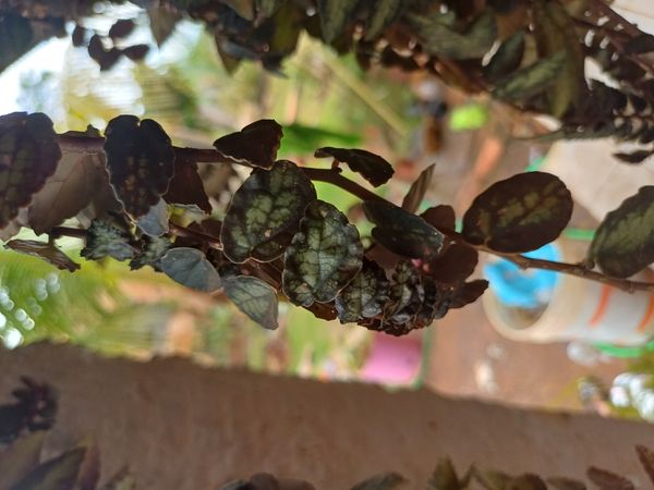 Identificação da planta Maria-fumaça por foto
