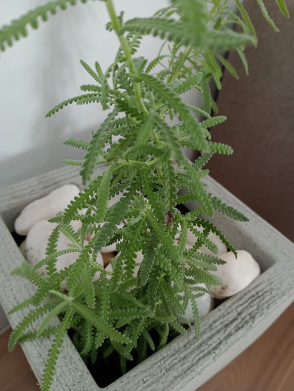 Identificação da planta Lavanda por foto