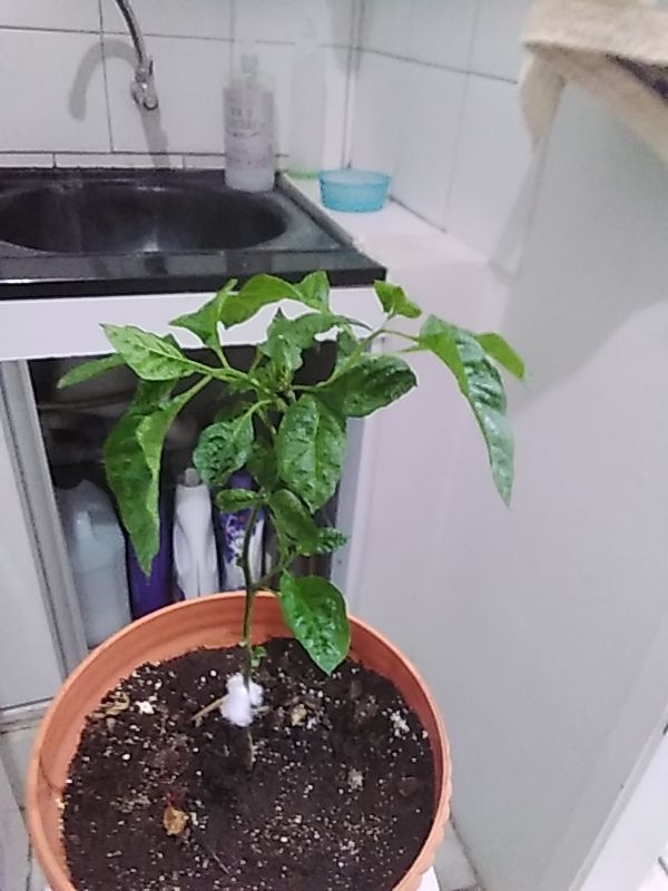 Identificação da planta Pimenta-de-cheiro por foto