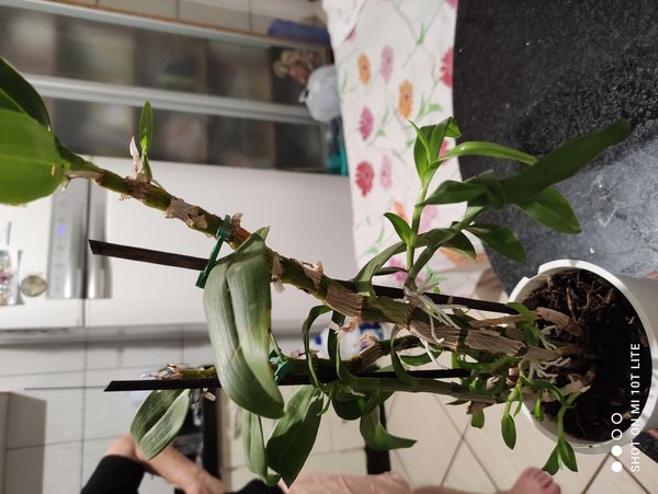 Identificação da planta Orquídea bambu por foto