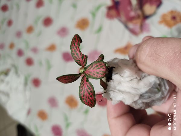 Identificação da planta Nervura-branca por foto