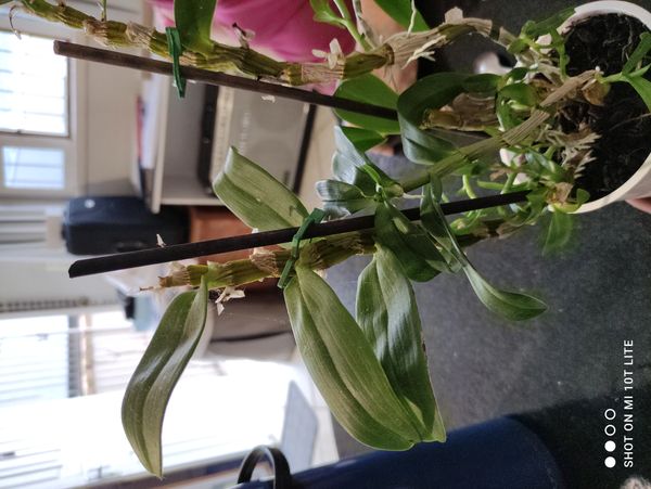 Identificação da planta Orquídea bambu por foto