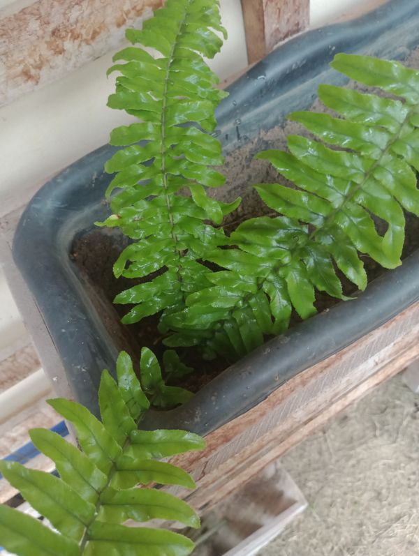 Identificação da planta SAMAMBAIA por foto