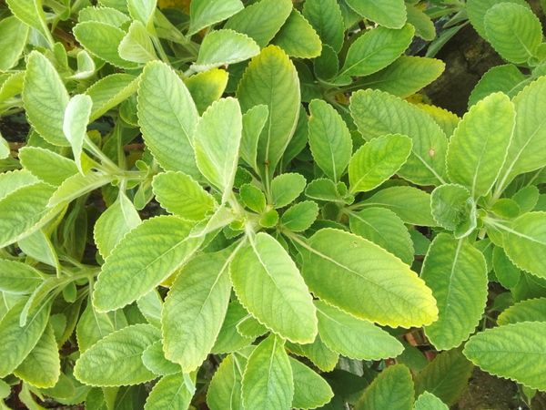 Identificação da planta Boldo-baiano por foto