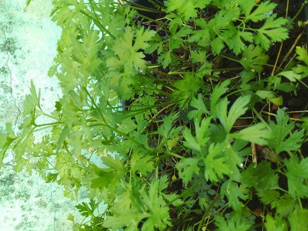 Identificação da planta Salsinha por foto